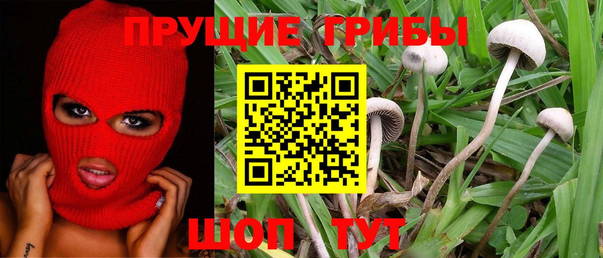 Киселёвск  Галлюциногенные грибы GOLDEN TEACHER  Вход с VPN 